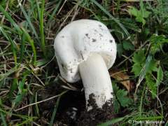 Agaricus arvensis