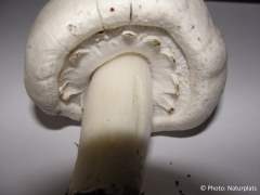 Agaricus arvensis