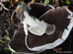 Agaricus arvensis