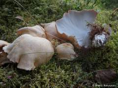 Albatrellus confluens