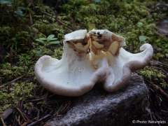 Albatrellus confluens