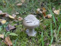 Amanita ceciliae