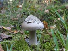 Amanita ceciliae