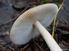 Amanita fulva