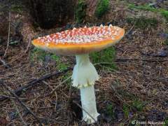 Amanita muscaria