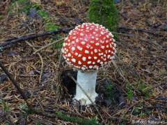 Amanita muscaria