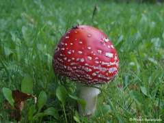 Amanita muscaria