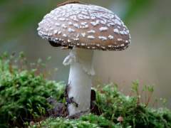 Amanita pantherina