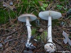 Amanita porphyria