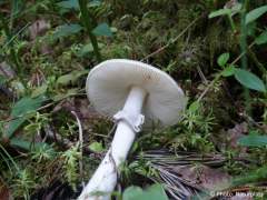 Amanita porphyria