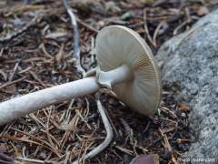 Amanita porphyria