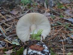 Amanita porphyria