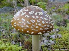 Amanita regalis