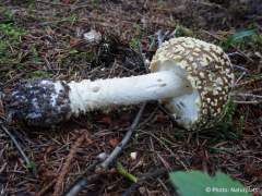Amanita regalis