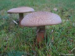 Amanita rubescens