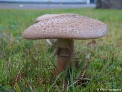 Amanita rubescens