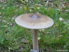 Amanita submembranacea