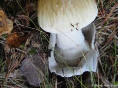 Amanita submembranacea