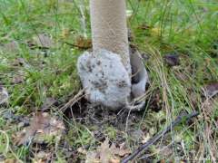 Amanita submembranacea