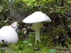 Amanita virosa