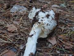 Amanita virosa