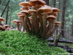 Armillaria mellea