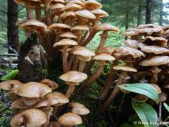 Armillaria mellea