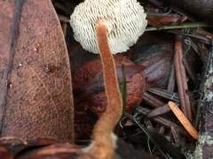 Auriscalpium vulgare