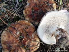 Bankera fuligineoalba