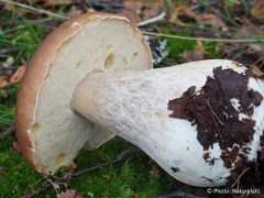 Boletus edulis