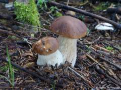 Boletus edulis