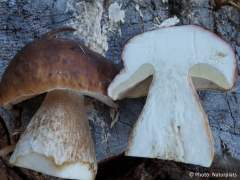 Boletus edulis