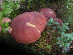 Boletus pinophilus