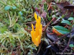 Calocera viscosa