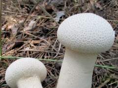 Calvatia excipuliformis