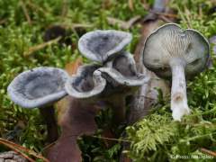 Cantharellula umbonata