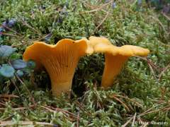 Cantharellus cibarius