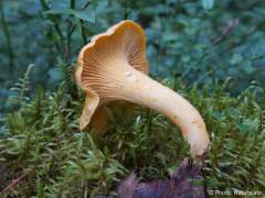 Cantharellus cibarius