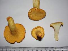 Cantharellus cibarius