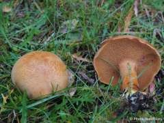 Chalciporus piperatus