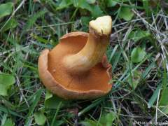 Chalciporus piperatus