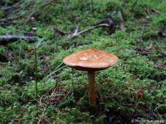 Chalciporus piperatus