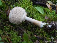 Chlorophyllum rhacodes