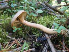 Chroogomphus rutilus