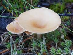 Clitocybe gibba