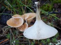 Clitocybe gibba