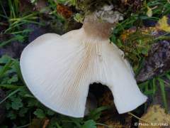 Clitocybe nebularis
