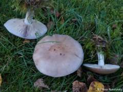 Clitocybe nuda