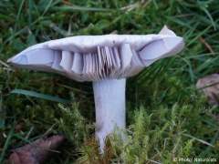Clitocybe nuda