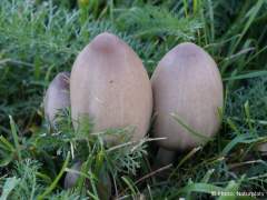 Coprinopsis atramentaria